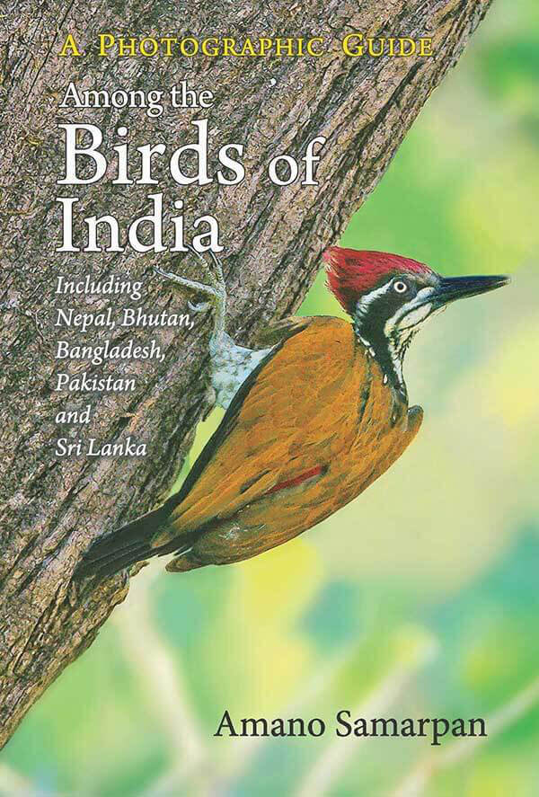 Among The Birds Of India: Photographic Guide ( Including Nepal, Bhutan, Bangladesh, Pakistan And Sri Lanka)