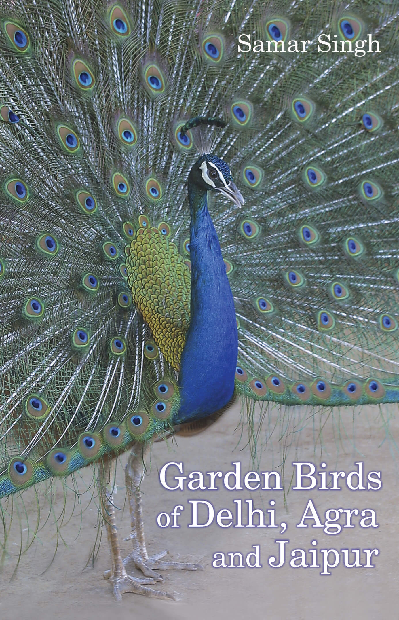 Garden Birds Of Delhi, Agra & Jaipur