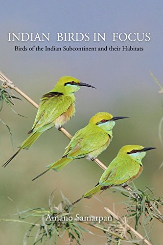 Indian Birds In Focus